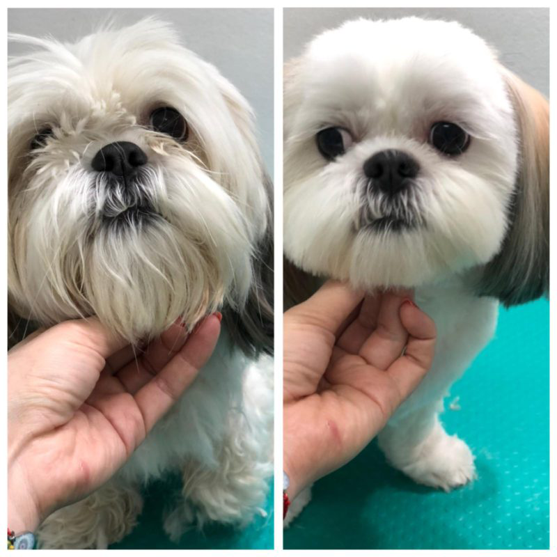 Bichon inainte si dupa tuns si cosmetizare la VetCenter, Otopeni