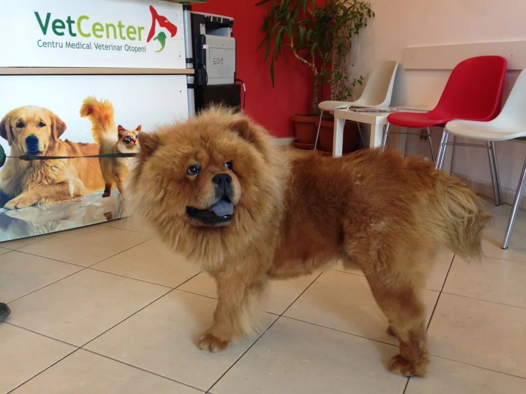 2014-05-22-10.04.18 Caine Chau-Chau in sala de asteptare la VetCenter Otopeni