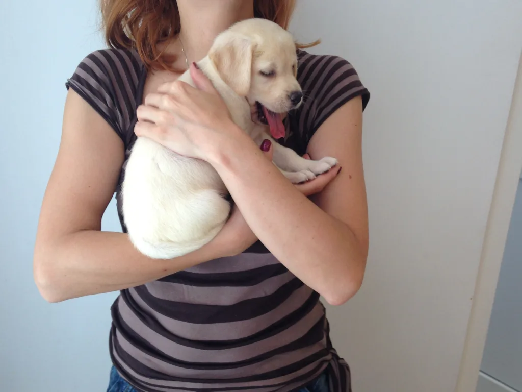 2014-07-09-12.23.27 Pui de catel in sala de asteptare a cainetului VetCenter Otopeni