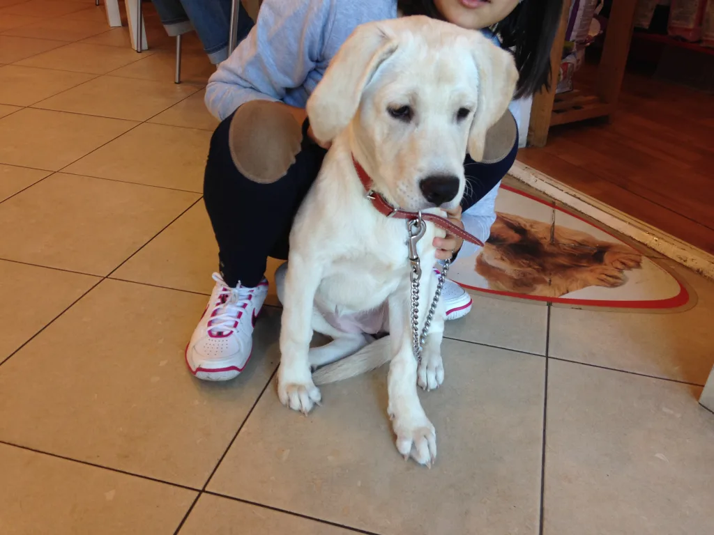 Ecografie veterinara VetCenter Otopeni