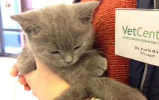Pui de pisica in bratele doamnei doctor Karla Radi Ciuperca la VetCenter Otopeni