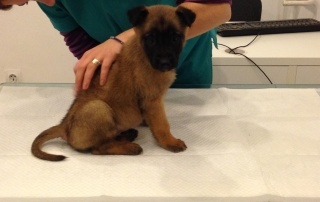 Pui de catel pe masa de consultatii VetCenter Otopeni consultat de o asistenta