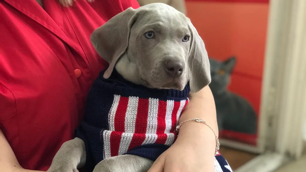 Cabinet veterinar VetCenter Otopeni