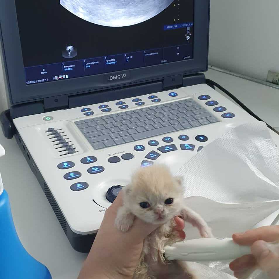 Ecografie performata si moderna pe pui de pisica nou-nascuta la VetCenter Otopeni