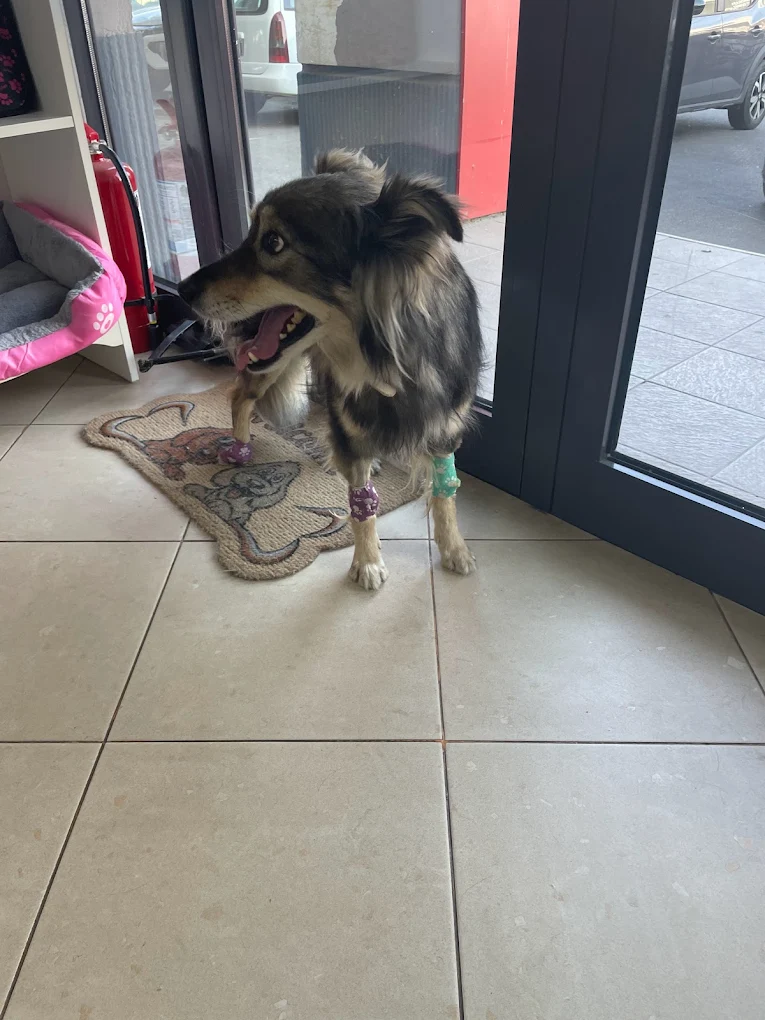 2022-10-15 Un caine cu labele bandajate in sala de asteptare de la VetCenter Otopeni