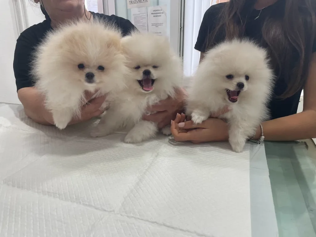 2023-06-21 3 bichoni mici si albi in cabinetul VetCenter Otopeni