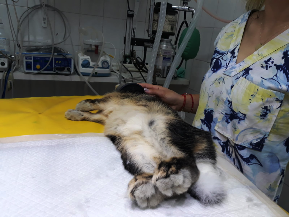 Anestezie inhalatorie iepure