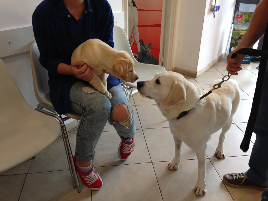 Ecografie veterinara VetCenter Otopeni