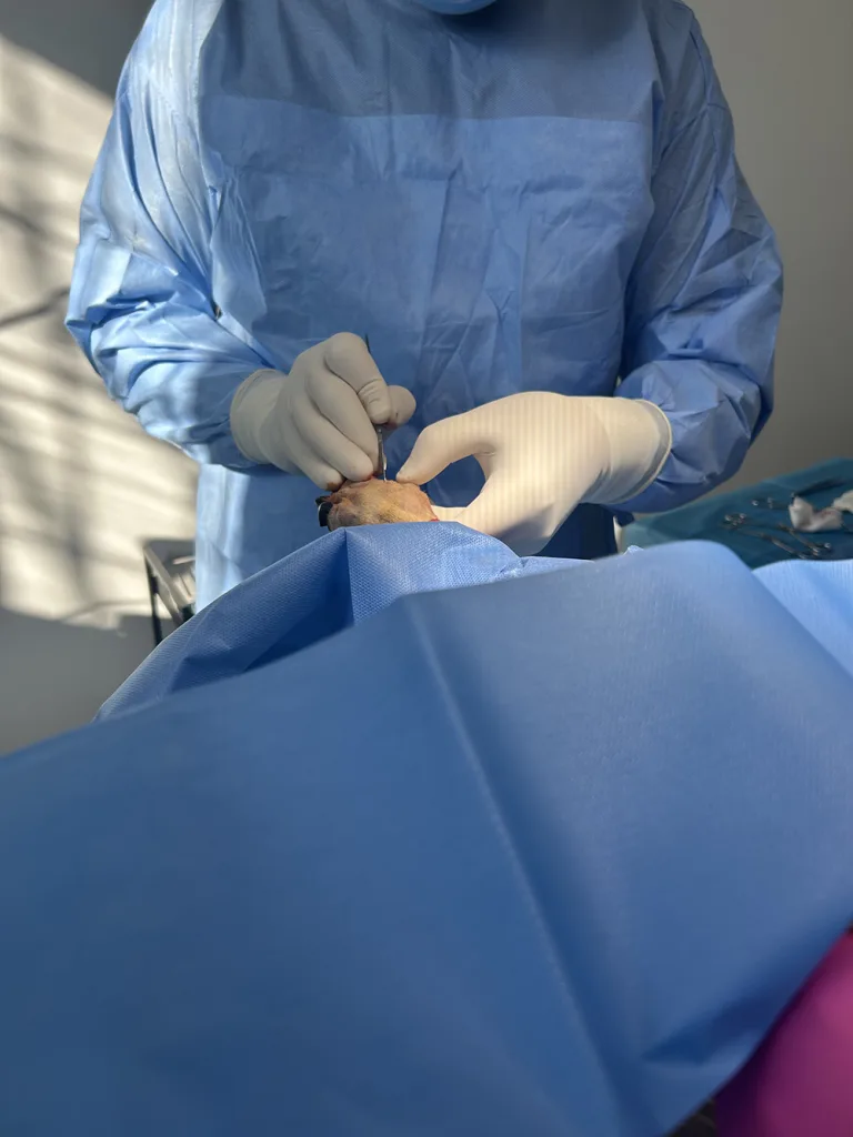 chirurgie veterinara la VetCenter Otopeni