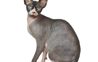 Pisica rasa Sfinx, sursa Google