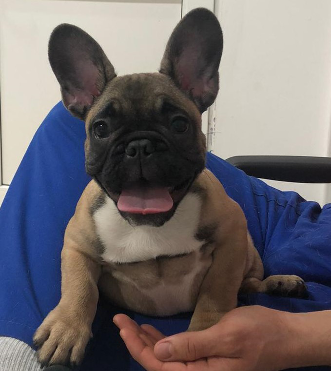 Pui rasa Bulldog francez in brate la VetCenter, Otopeni