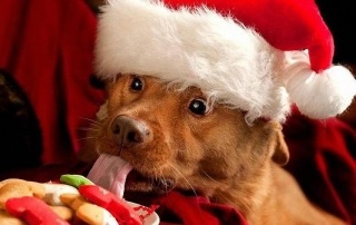 Imagine cu catel cu caciula de Mos Craciun care linge treaturi