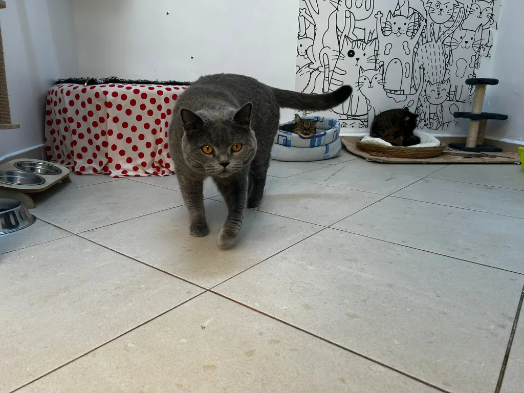 Pensiune animale la cabinetul veterinar VetCenter Otopeni