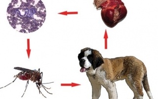 Imagine descriptiva dirofilarioza canina