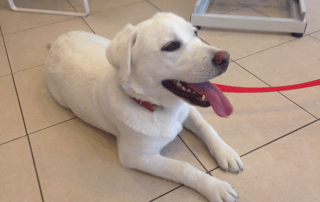 Caine in sala de asteptare VetCenter Otopeni