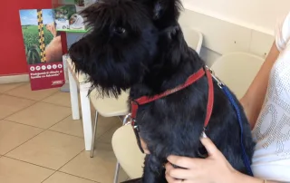 Catel in brate la stapan in sala de așteptare a cabinetului veterinar Vetcenter Otopeni