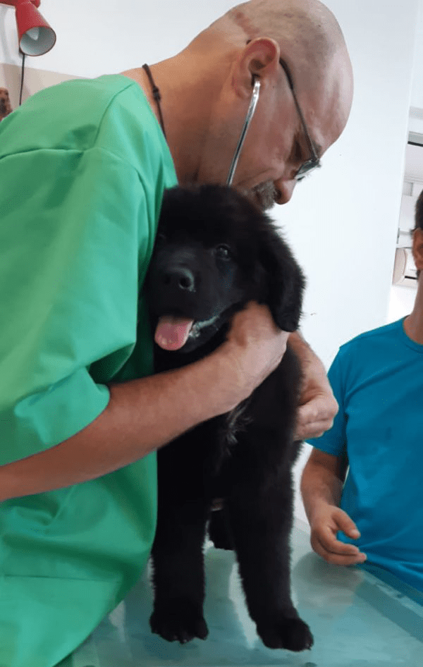 imagine Dr. Mihai Andrei consulta un pui de catel la VetCenter Otopeni