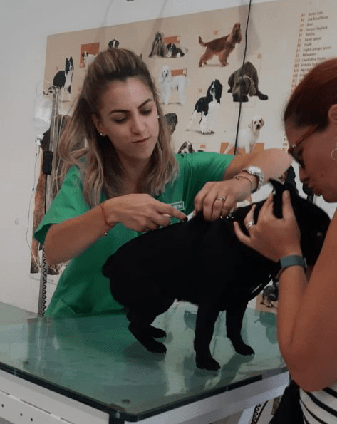 Vaccinari la cabinetul veterinar VetCenter Otopeni