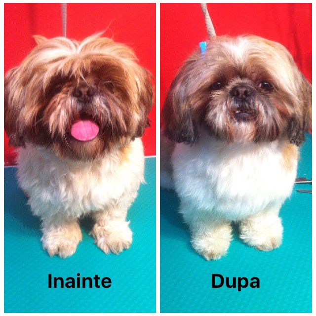 Imagine cu catel de talie mica, inainte si dupa tuns si cosmetizare la cabinetul