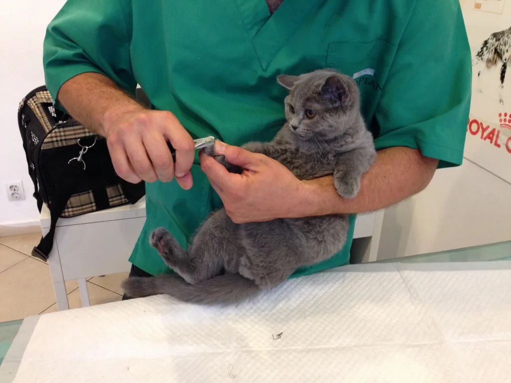 Pisica taiat unghii cabinet veterinar VetCenter