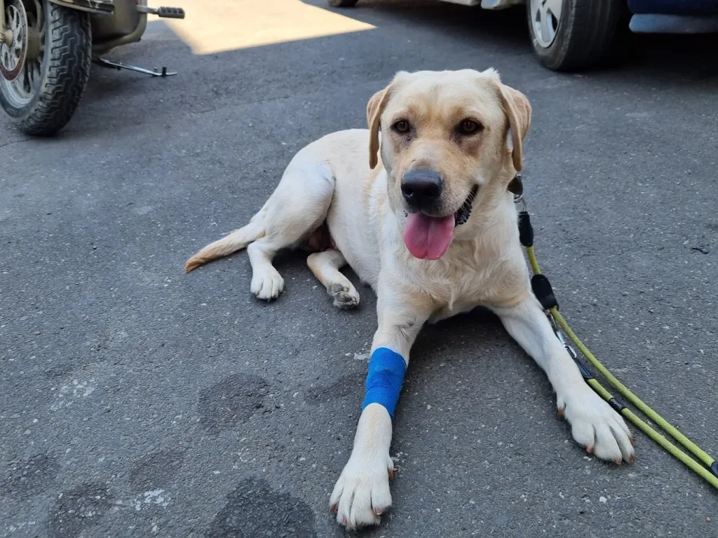 Caine cu laba bandajata la cabinetul veterinar VetCenter din Otopeni